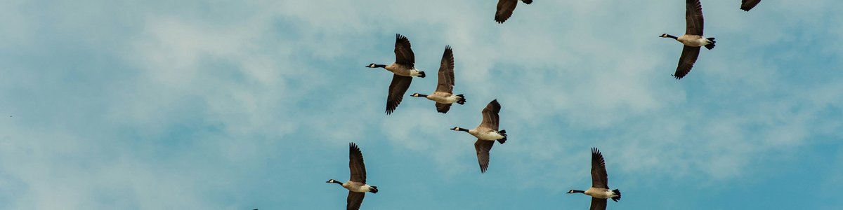 Teach Rails Irregular Plurals with Inflections