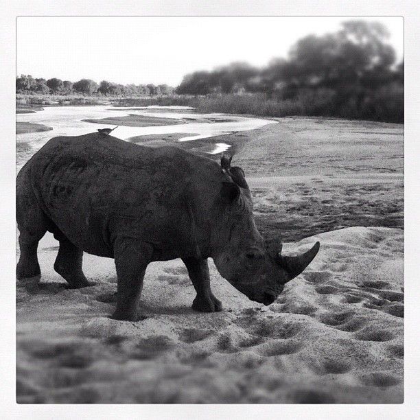 A real rhino